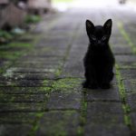 cat, black, animal-3169476.jpg