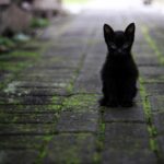 cat-black-animal-3169476 cat, black, animal-3169476.jpg
