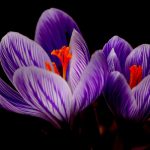 crocus, purple, flowers-249359.jpg